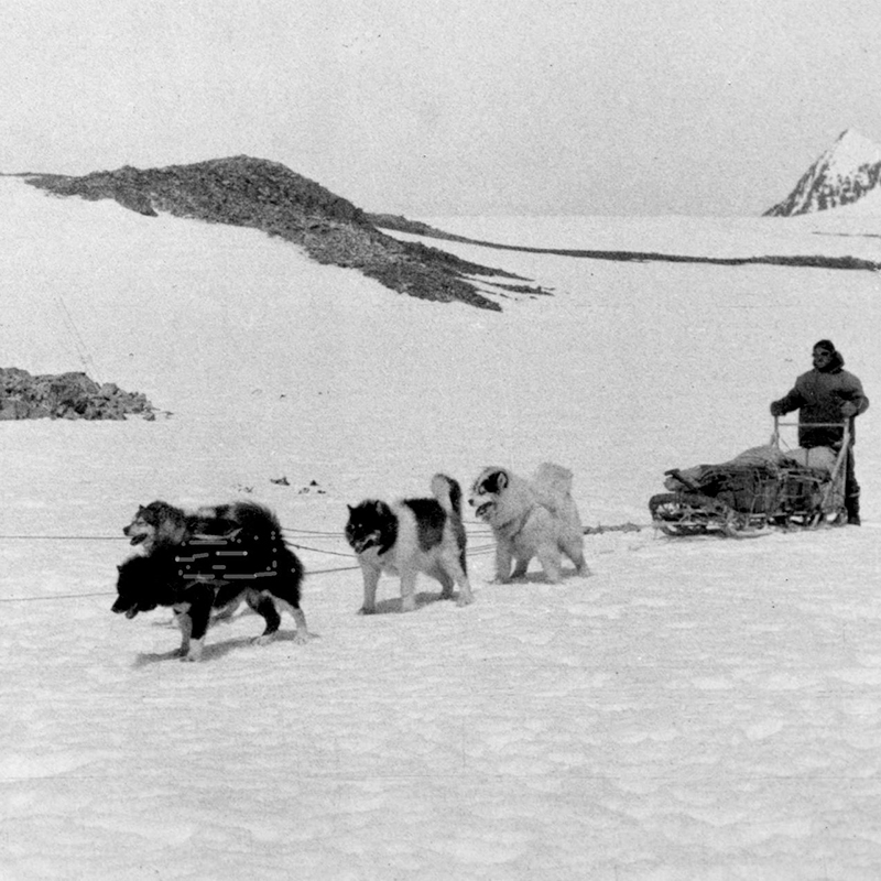 <p>Dog sledging at Hope Bay in 1957 (Credit: &copy; Alan Carroll)</p>